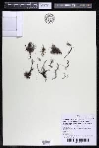 Podostemum distichum image