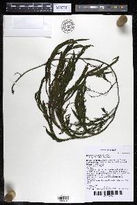 Weddellina squamulosa image
