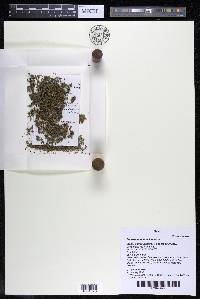 Podostemum muelleri image