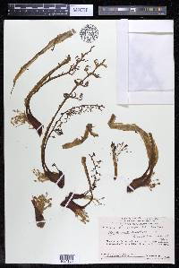 Rhyncholacis crassipes image