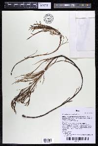 Podostemum comatum image