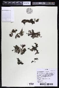 Mourera alcicornis image