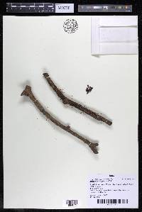 Lophogyne royenella image