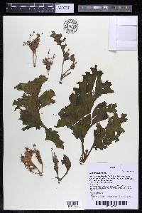Mourera aspera image