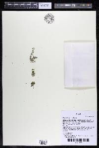 Podostemum rutifolium subsp. rutifolium image