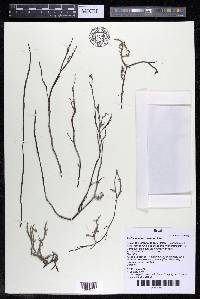 Podostemum comatum image