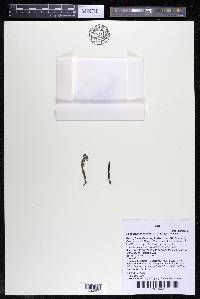 Podostemum irgangii image