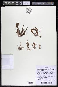 Marathrum plumosum image