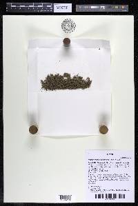 Podostemum distichum image