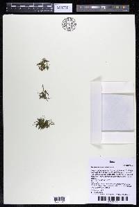 Podostemum muelleri image