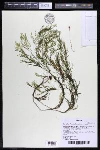 Marathrum foeniculaceum image