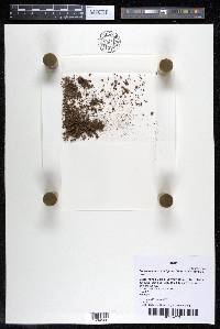 Podostemum scaturiginum image