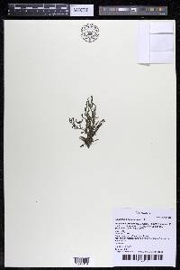 Weddellina squamulosa image