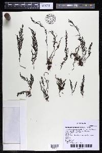 Marathrum foeniculaceum image