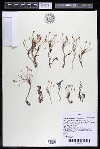 Mourera alcicornis image
