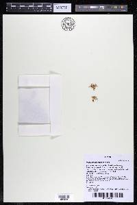 Podostemum muelleri image
