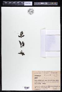 Mourera alcicornis image