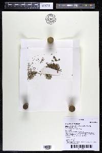 Podostemum rutifolium subsp. rutifolium image