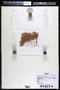Podostemum muelleri image