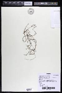 Podostemum comatum image