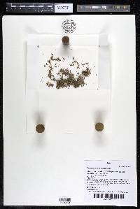 Podostemum muelleri image