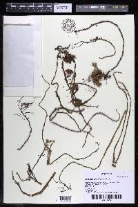 Podostemum comatum image