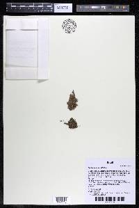 Podostemum rutifolium subsp. rutifolium image