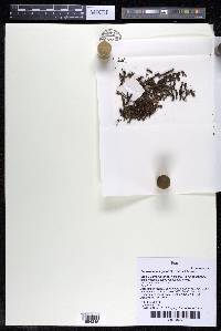 Podostemum irgangii image
