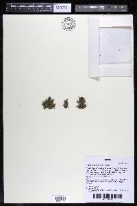 Podostemum muelleri image