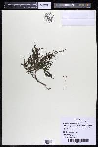 Weddellina squamulosa image