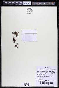 Podostemum distichum image
