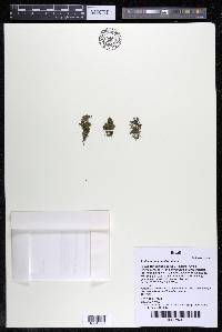 Podostemum muelleri image