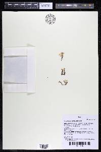 Podostemum rutifolium subsp. rutifolium image