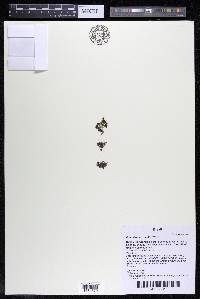 Podostemum muelleri image