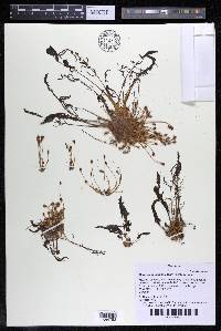 Marathrum foeniculaceum image