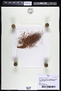 Weddellina squamulosa image
