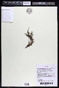 Podostemum distichum image