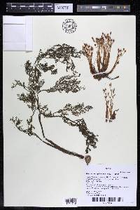 Lophogyne capillacea image