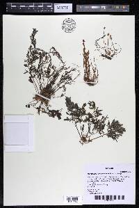 Marathrum foeniculaceum image