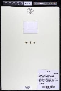 Podostemum muelleri image