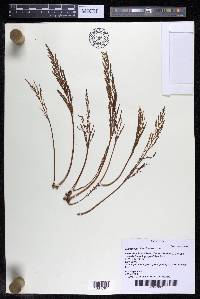 Marathrum foeniculaceum image
