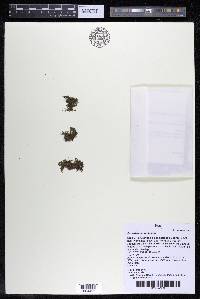 Podostemum rutifolium subsp. rutifolium image