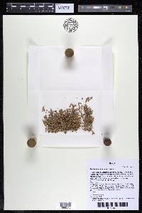 Podostemum muelleri image