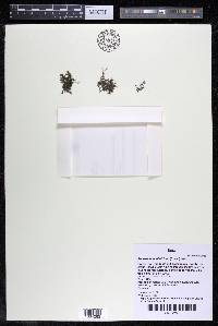 Podostemum distichum image