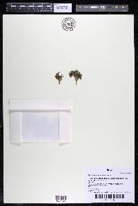 Podostemum muelleri image