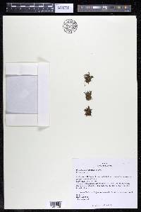 Podostemum rutifolium subsp. rutifolium image