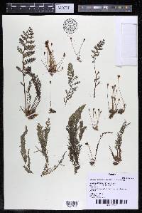 Marathrum foeniculaceum image