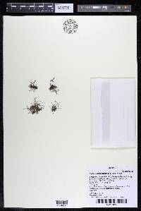 Podostemum distichum image