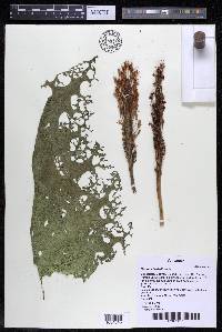 Mourera fluviatilis image