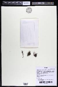 Podostemum distichum image